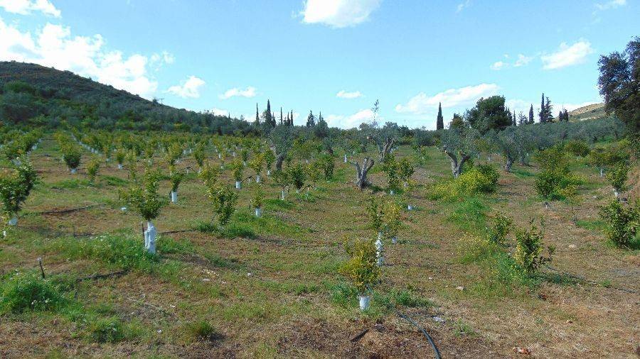 Tree spruce, total area 25 acres