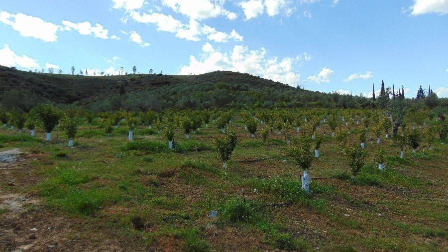 Tree spruce, total area 25 acres