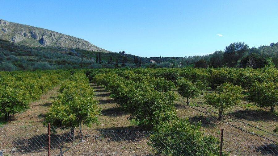 Tree spruce, total area 25 acres