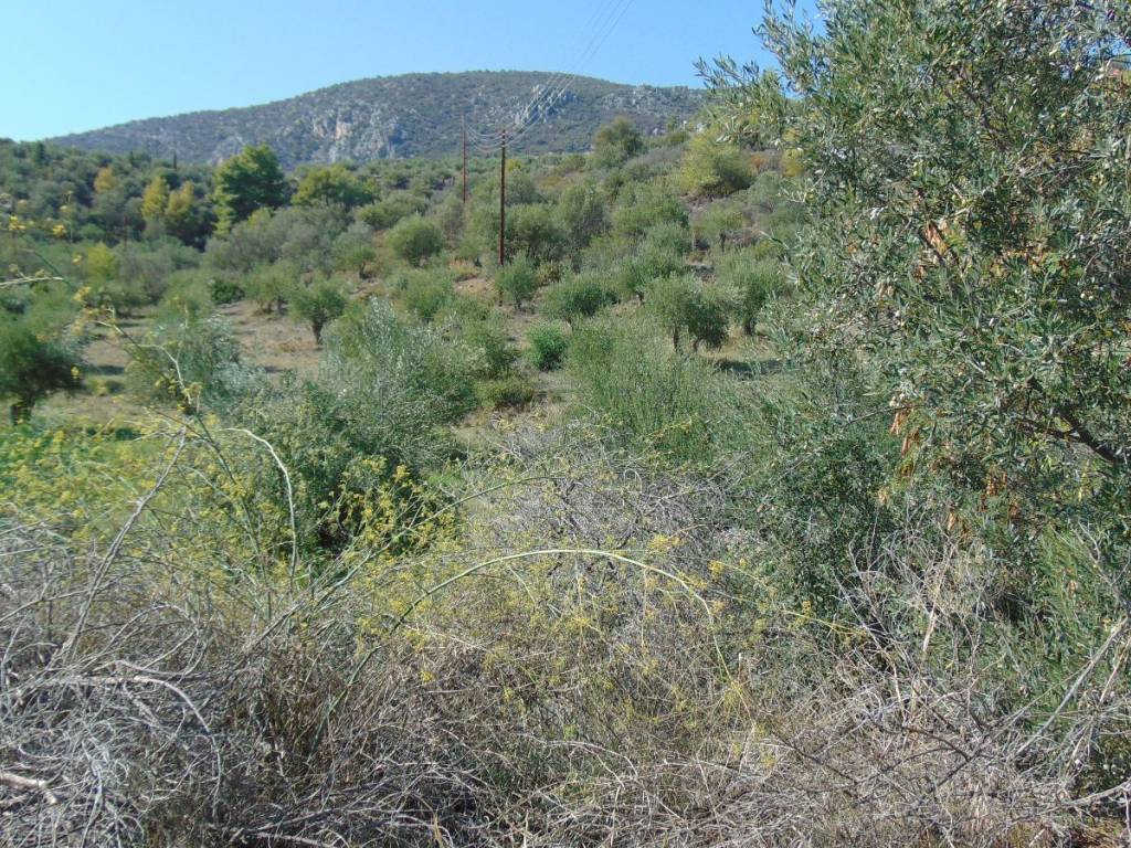 In Tolo are for selling buildable plot of land