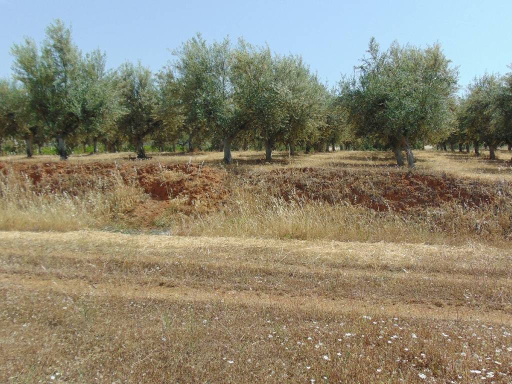 Land for sale of 10 acres with drilling