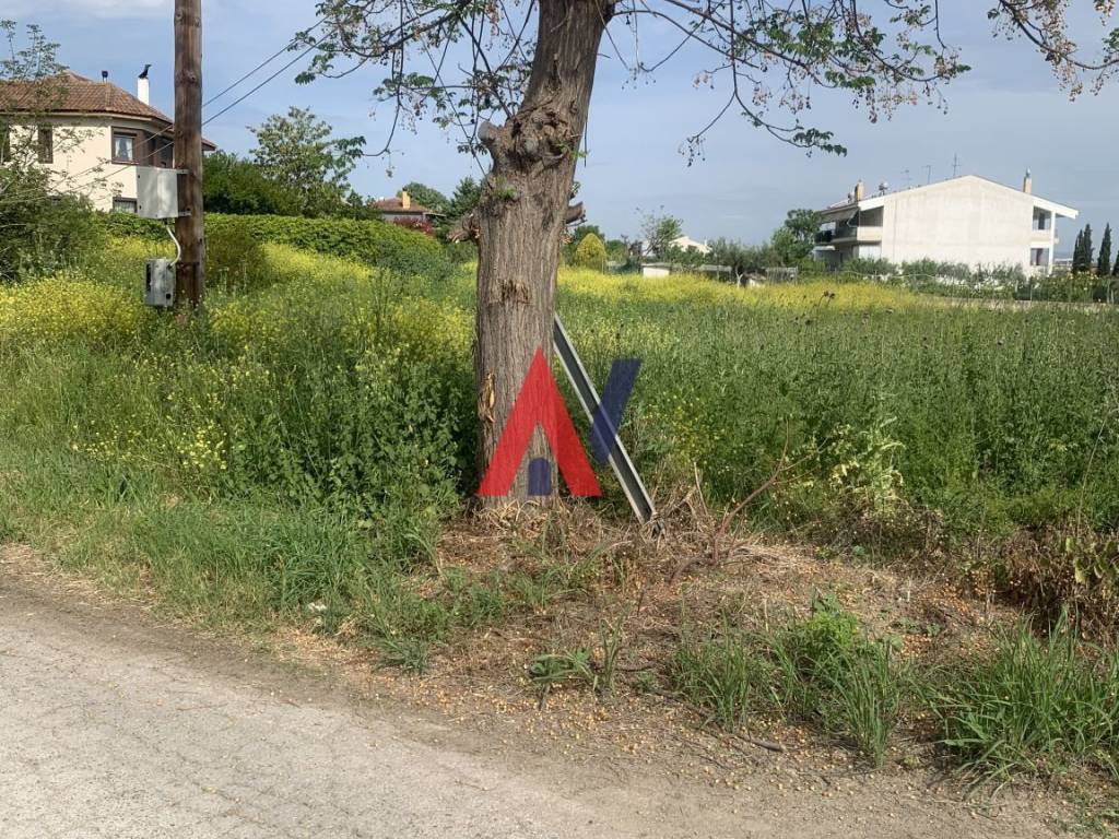 ΤΕΡΨΙΘΕΑ ΚΑΛΥΒΑΣ 4.jpg