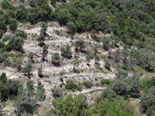 To agrotemachio apo psela