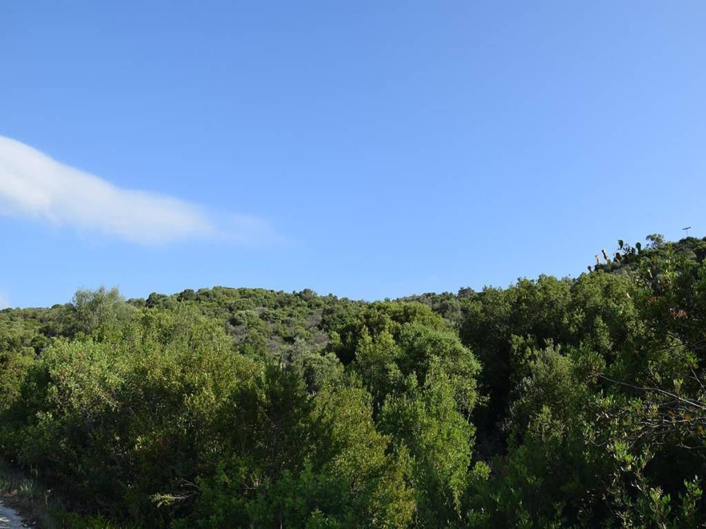 Το σπάνιο αγροτεμάχιο