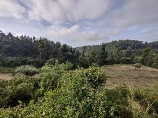 Πανοραμική θέαση του αγροτεμαχίου