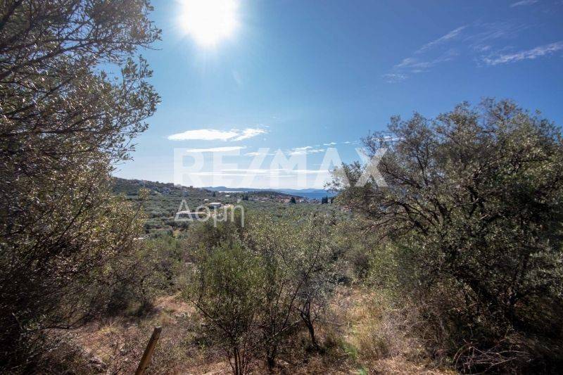 Ήπια κλίση - θέα - Ελαιόδεντρα