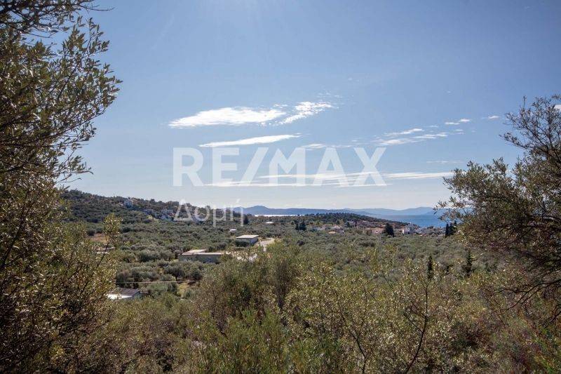 Ήπια κλίση - θέα - Ελαιόδεντρα