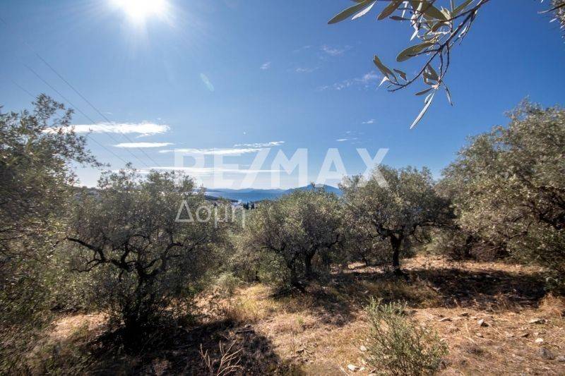 Ήπια κλίση - θέα - Ελαιόδεντρα