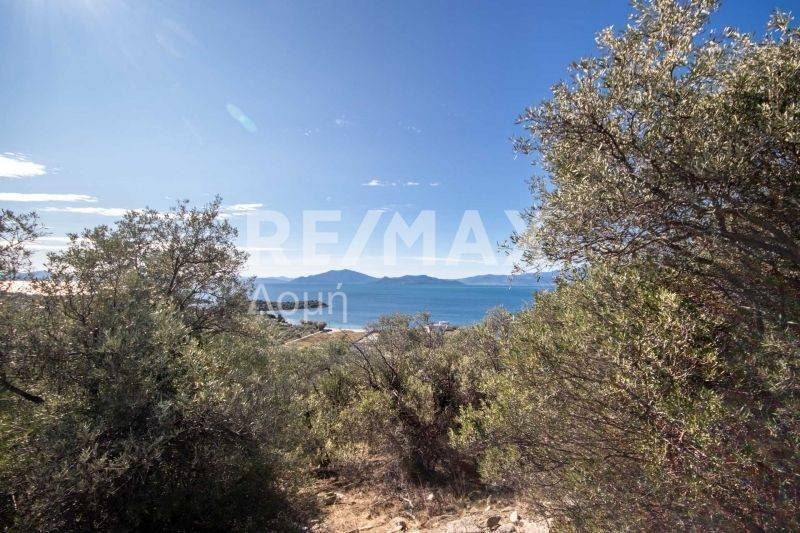 Ήπια κλίση - θέα - Ελαιόδεντρα