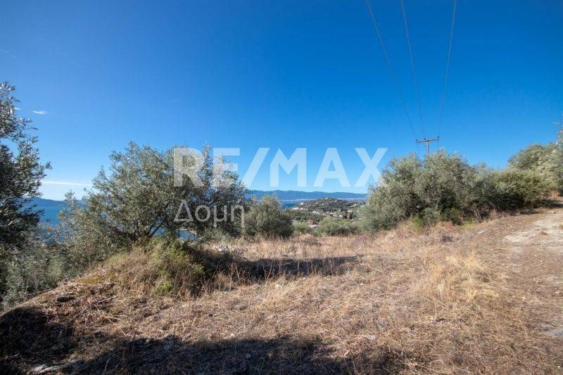 Ήπια κλίση - θέα - Ελαιόδεντρα