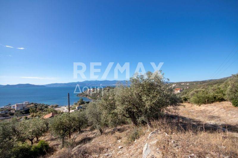 Ήπια κλίση - θέα - Ελαιόδεντρα