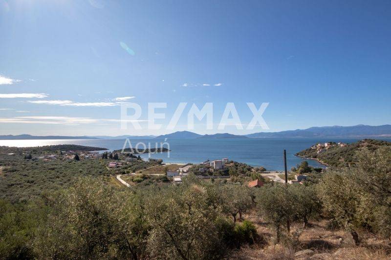 Ήπια κλίση - θέα - Ελαιόδεντρα