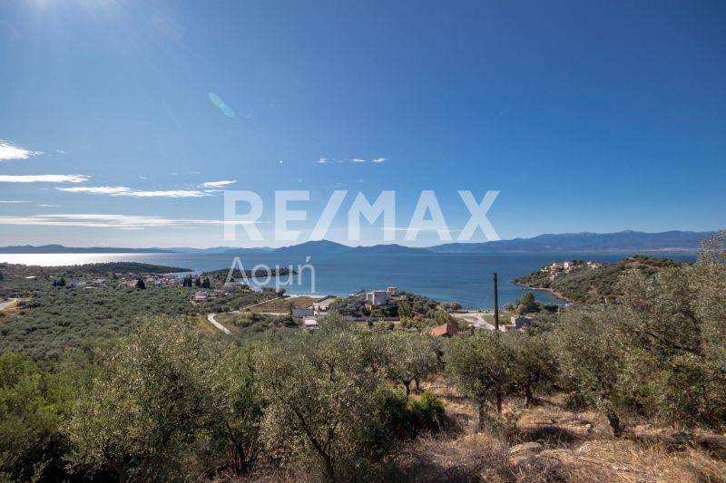 Ήπια κλίση - θέα - Ελαιόδεντρα