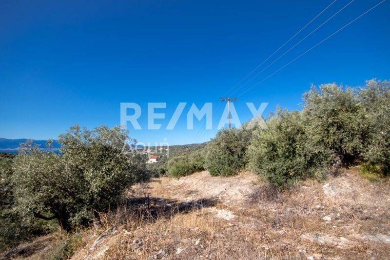 Ήπια κλίση - θέα - Ελαιόδεντρα