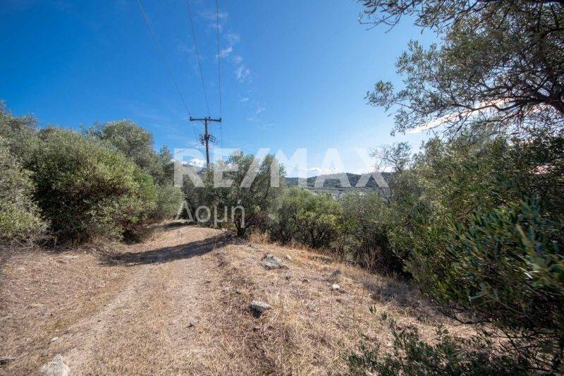 Χωματόδρομος στο μέσο σημεό του αγροτεμαχίου