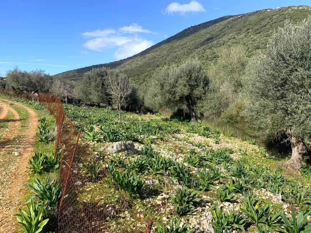 Road view of the property