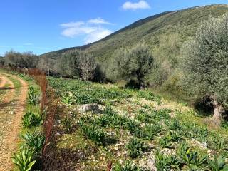Road view of the property