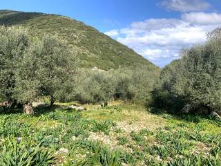 Landscape and olive groves of land for sale in Frikes Ithaca