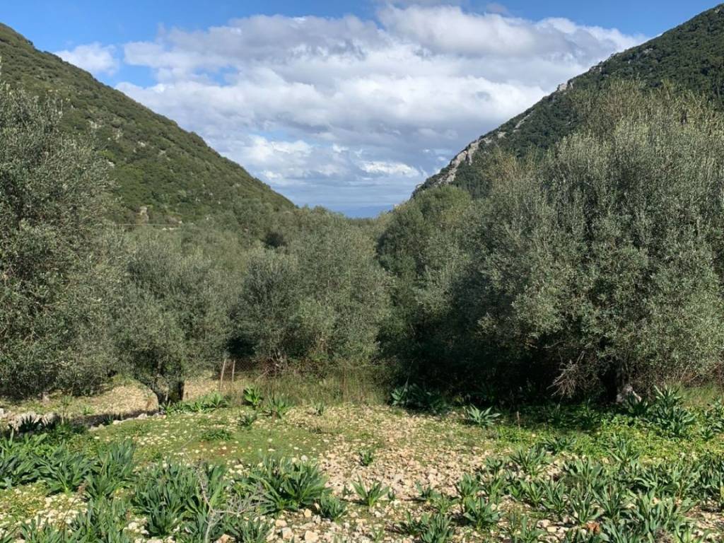 Olive groves and views of land for sale in Frikes Ithaca