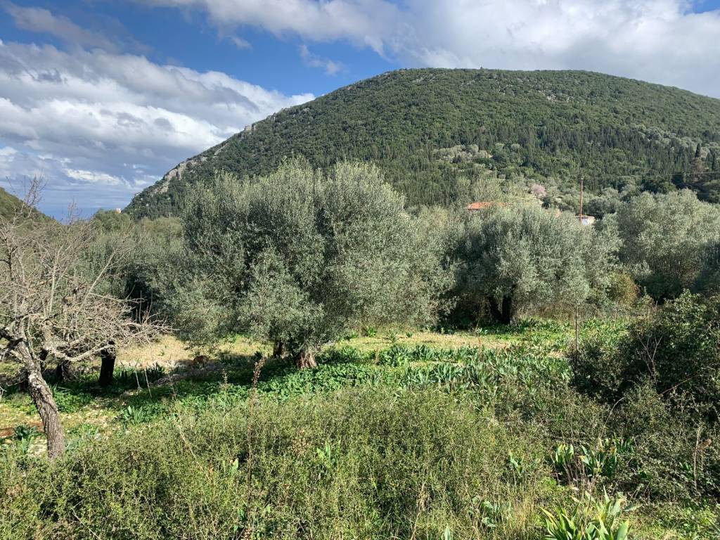 Olive groves of land for sale in Frikes Ithaca