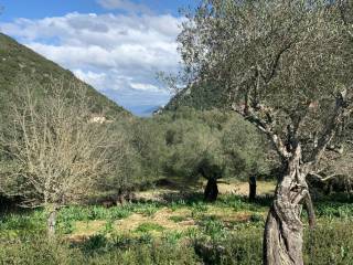 Olive groves and views of land for sale in Frikes Ithaca