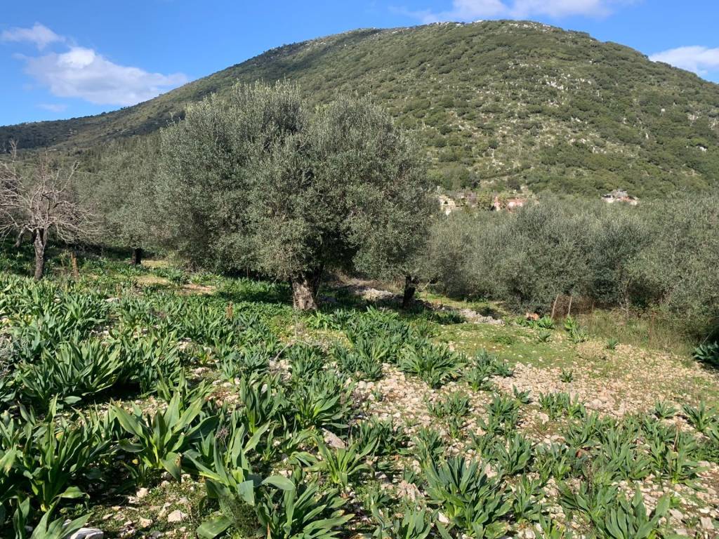Olive groves and landscape of land for sale in Frikes Ithaca