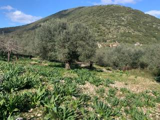 Olive groves and landscape of land for sale in Frikes Ithaca