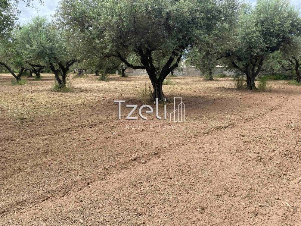 Άποψη οικοπέδου