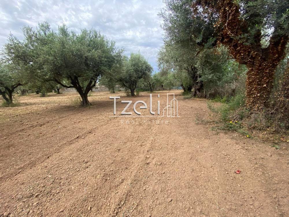 Άποψη οικοπέδου