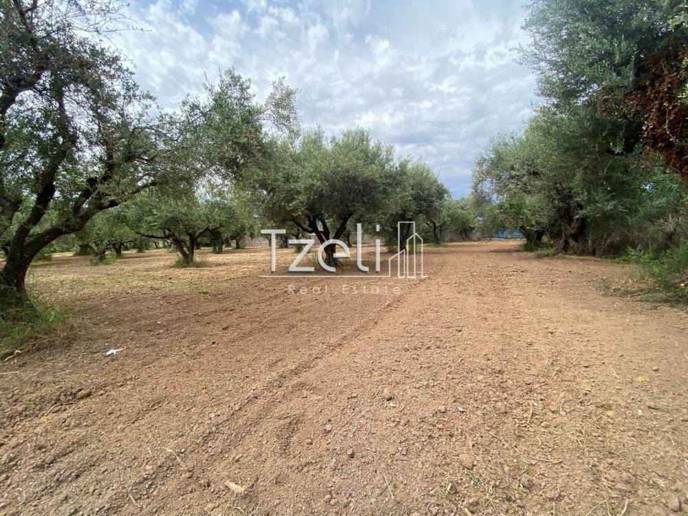 Άποψη οικοπέδου