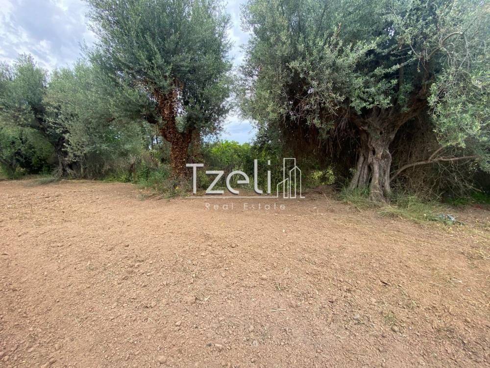 Άποψη οικοπέδου