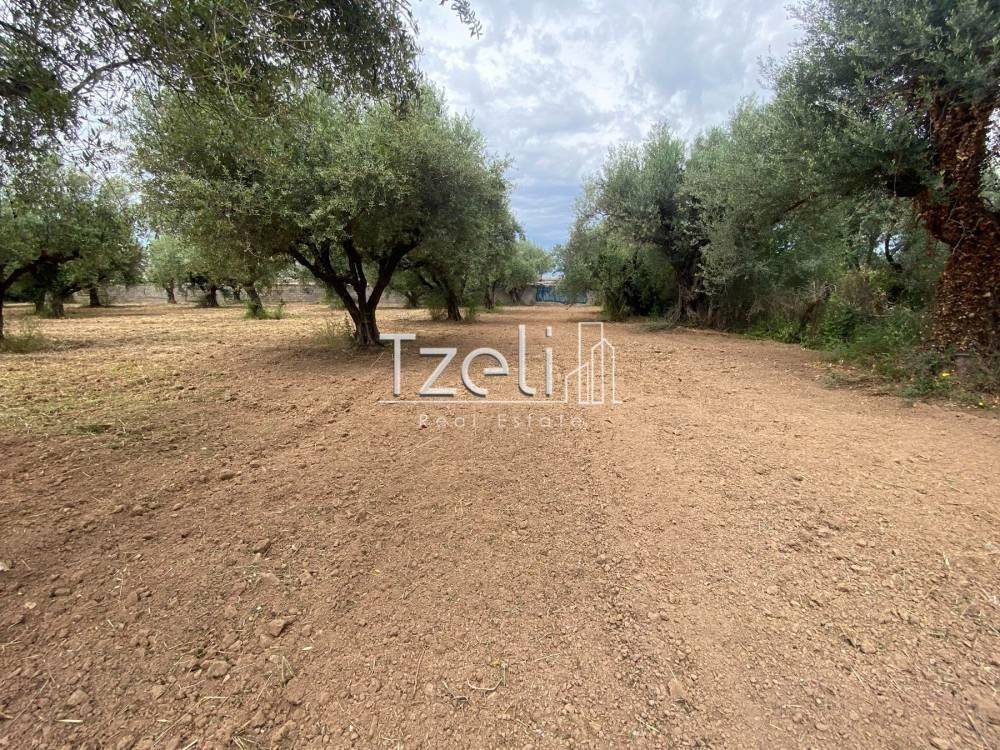 Άποψη οικοπέδου