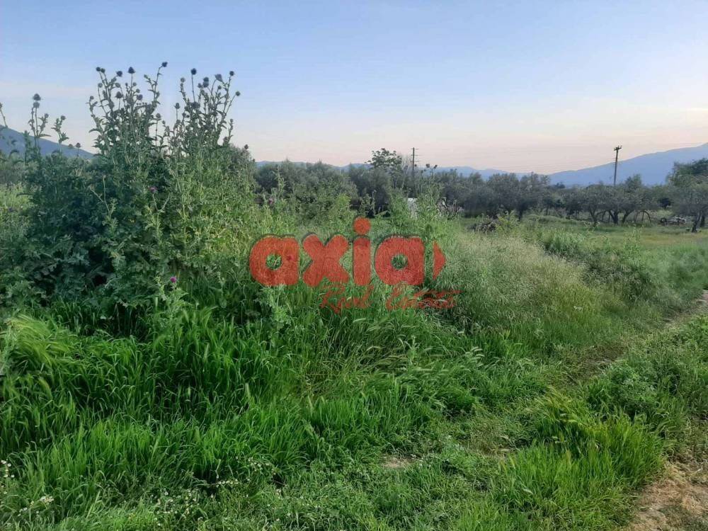 Φίλιπποι, Ζυγός