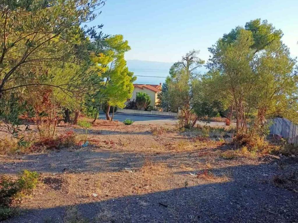 THeologos OSMAES oikopedo