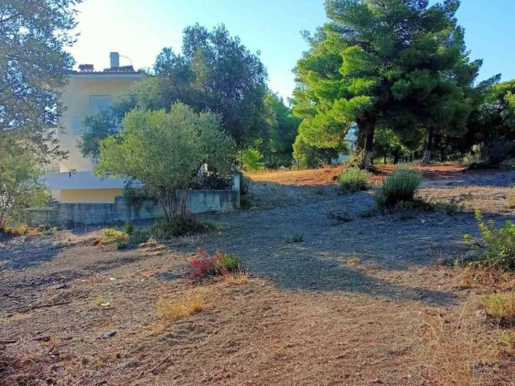 THeologos OSMAES oikopedo