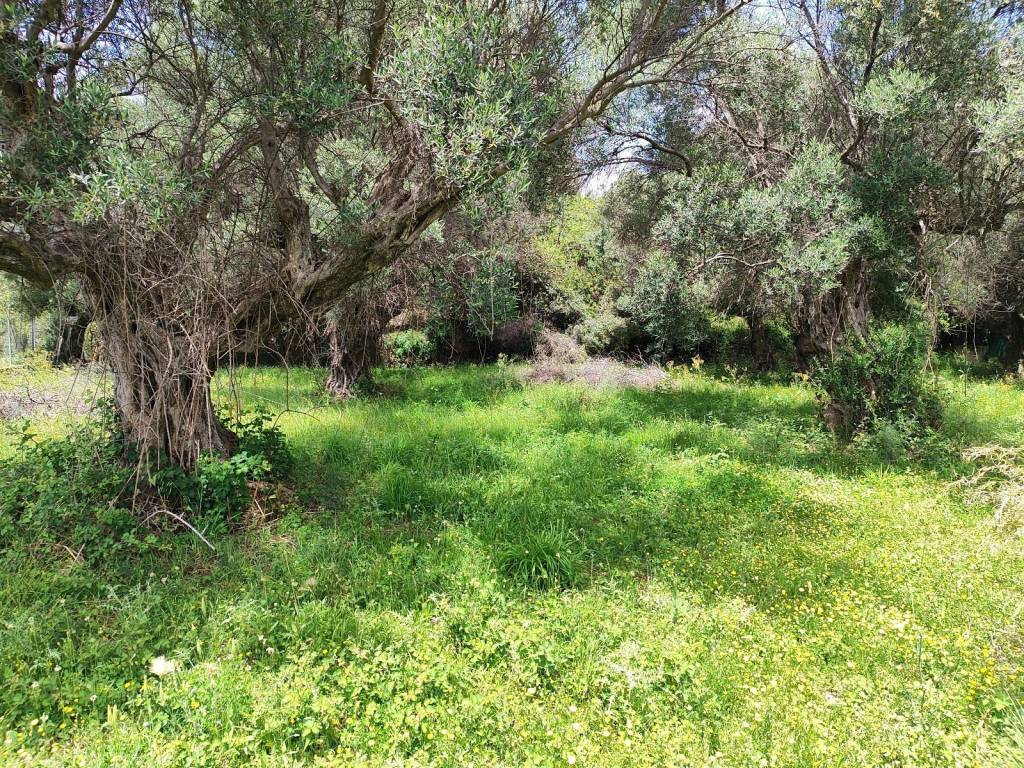 ME ARKETA ELAIODENDRA