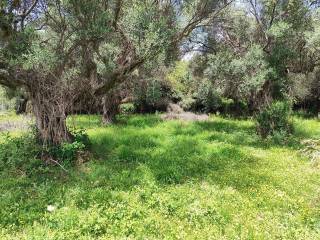 ME ARKETA ELAIODENDRA