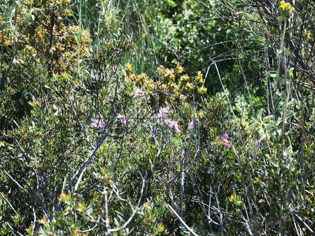 Τα όμορφα αγριολούλουδα