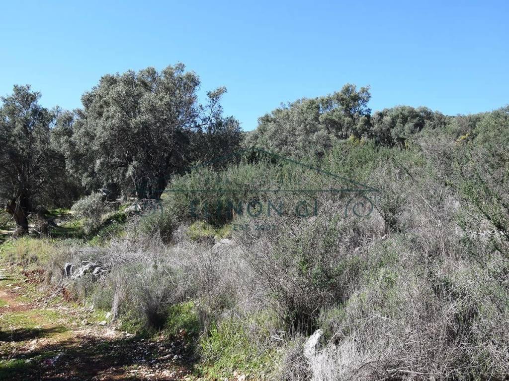 To agrotemachio entos