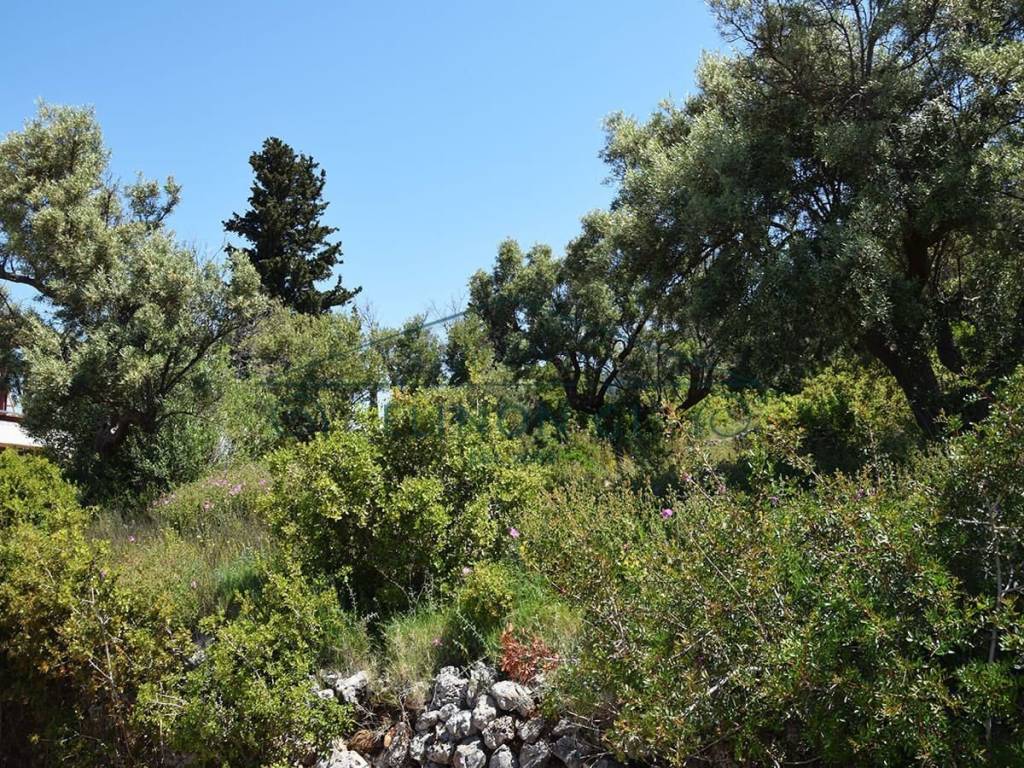 Εντός του αγροτεμαχίου