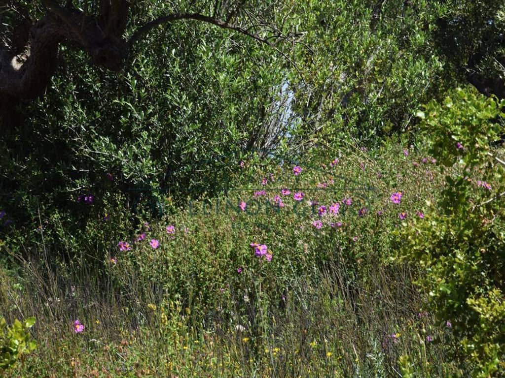 Εντός του αγροτεμαχίου