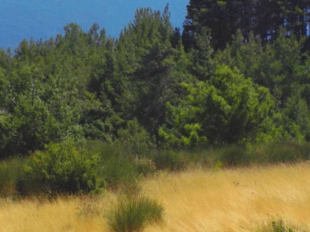 Το επίπεδο αγροτεμάχιο