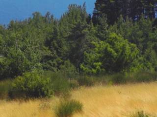 Το επίπεδο αγροτεμάχιο