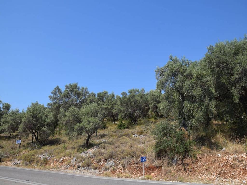 Τα δύο οικοδομήσιμα αγροτεμάχια