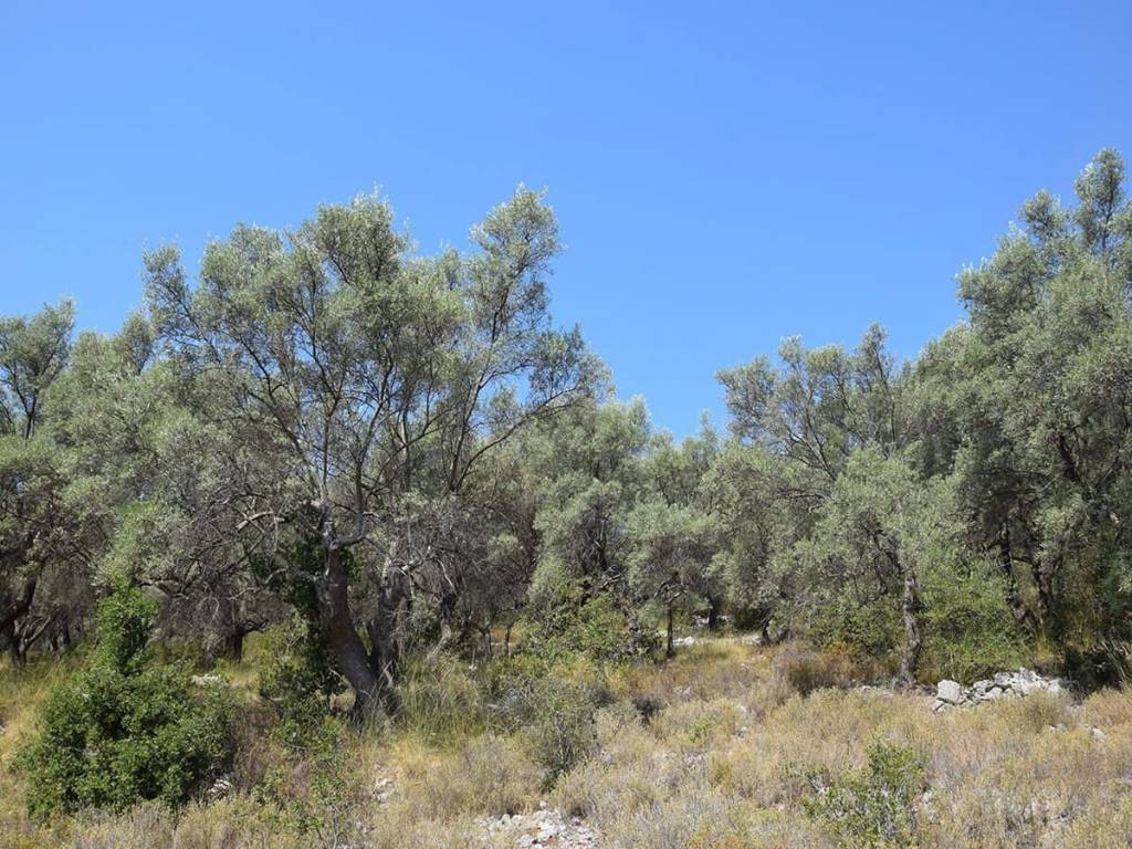 Τα δύο οικοδομήσιμα αγροτεμάχια