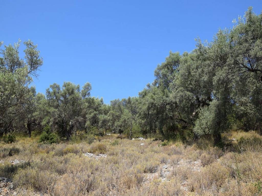 Τα δύο οικοδομήσιμα αγροτεμάχια