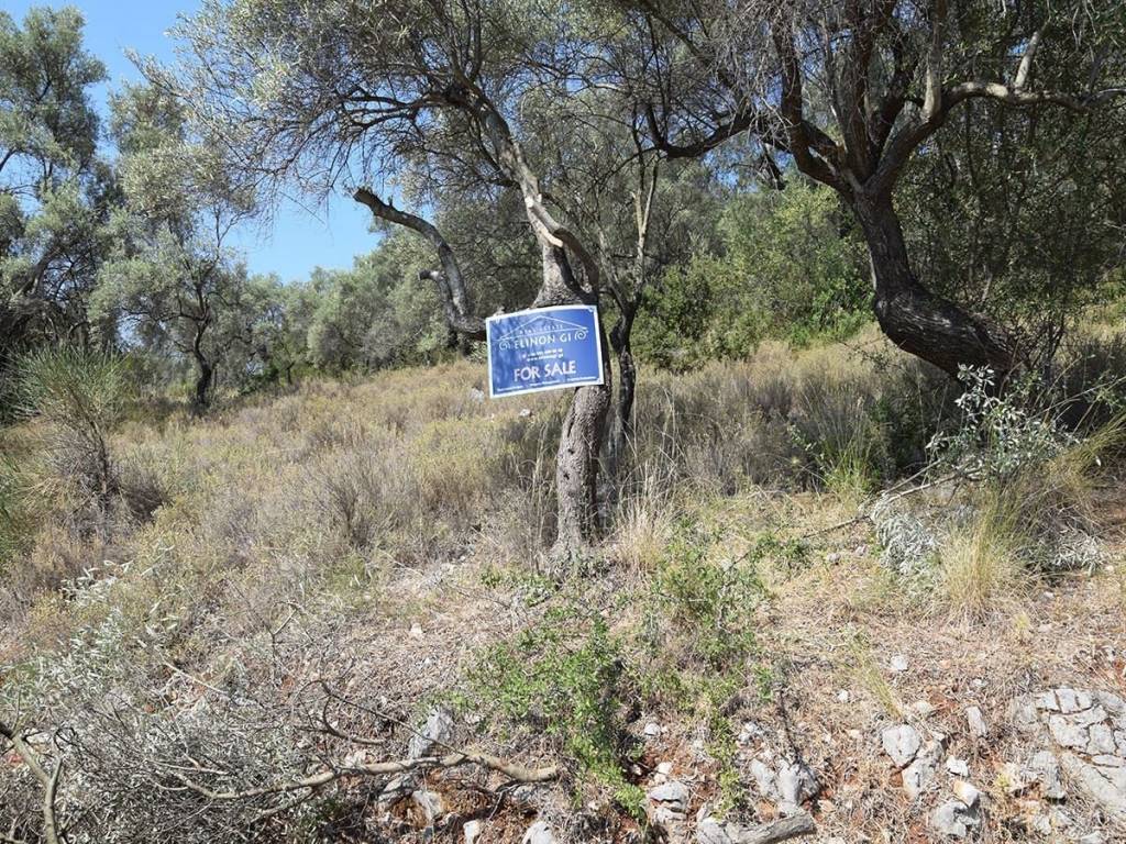 Τα δύο οικοδομήσιμα αγροτεμάχια