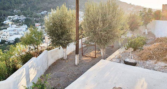 Τα ελαιόδεντρα του κηπού