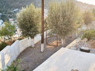 Τα ελαιόδεντρα του κηπού