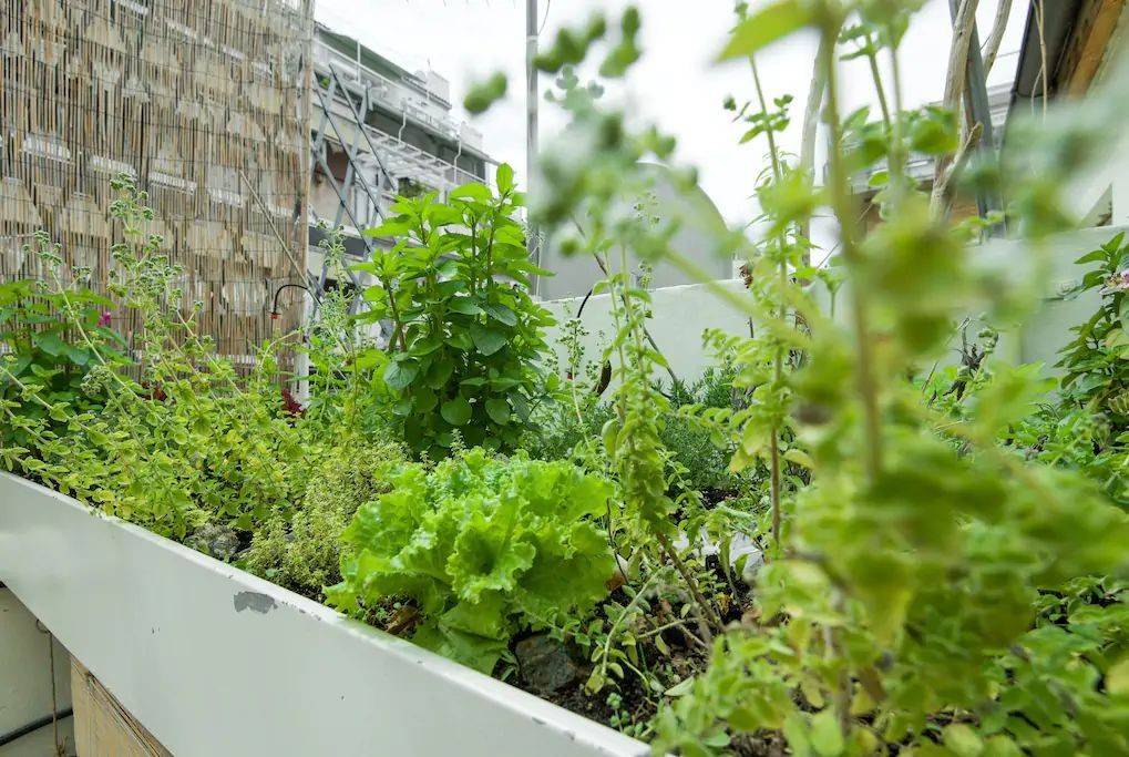 parteri myrodikon / herbal garden